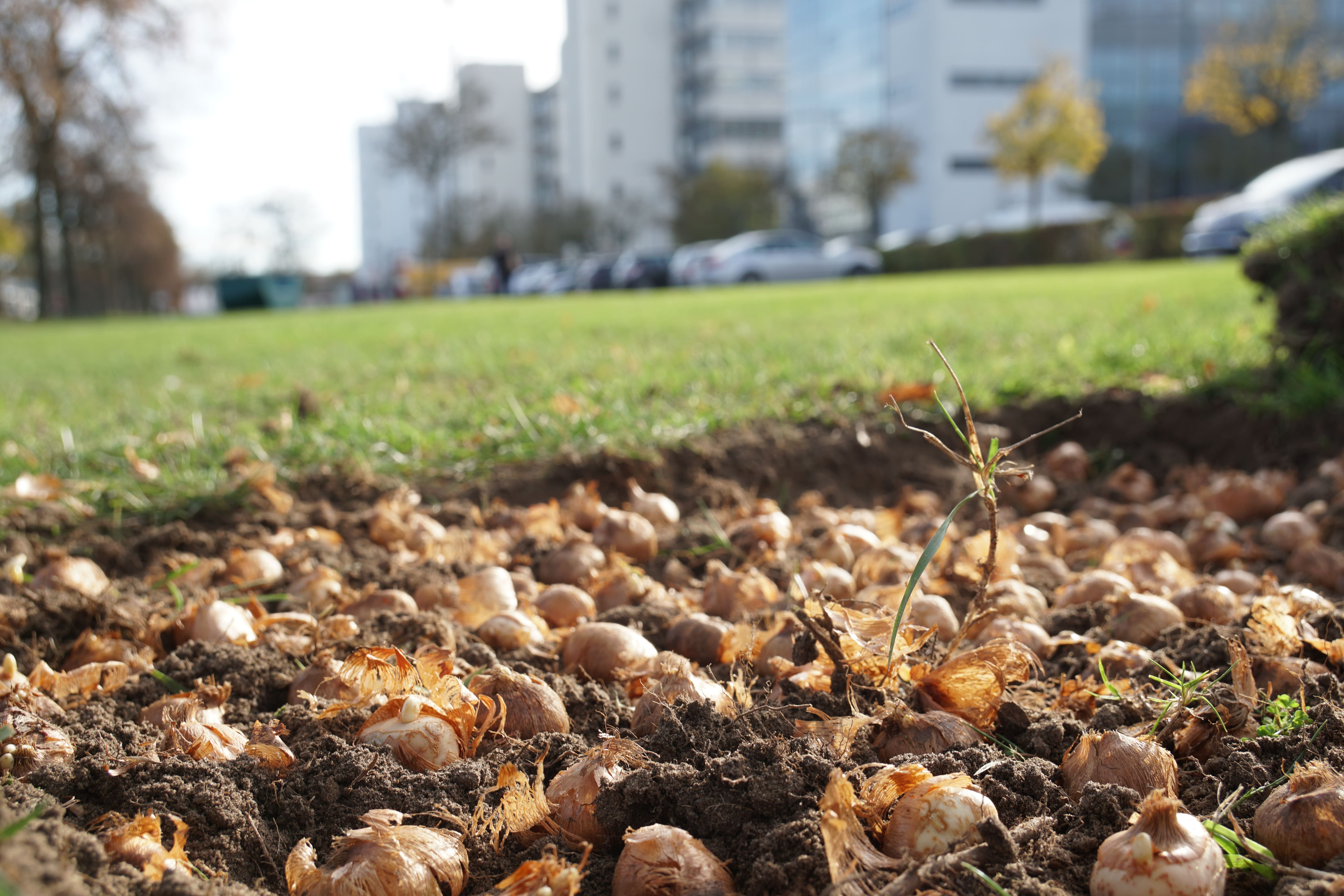 Blühstreifen mit verschiedenen, bunt blühenden Pflanzen und zahlreichen grünen Stängeln und Halmen im Vordergrund. Im Hintergrund eine Seite des Universitätshauptgebäudes mit blauem Himmel.