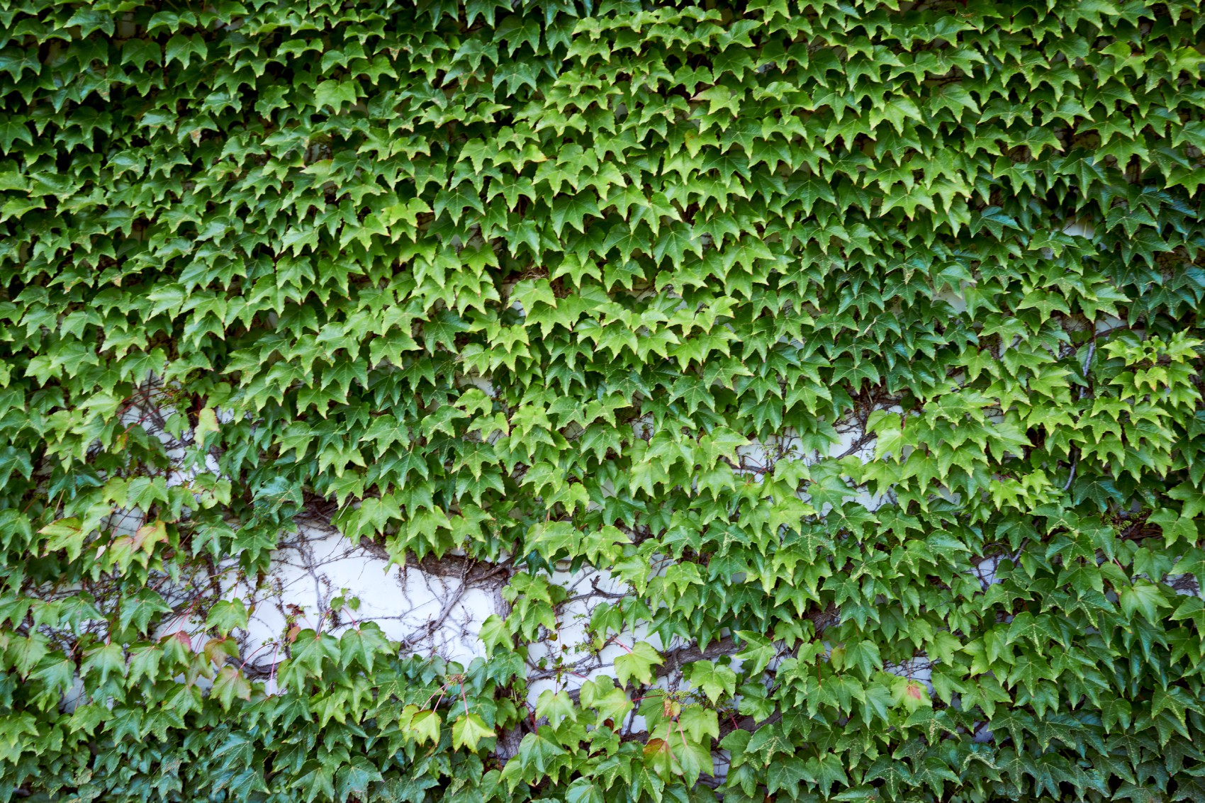 Grün bewachsene Wand