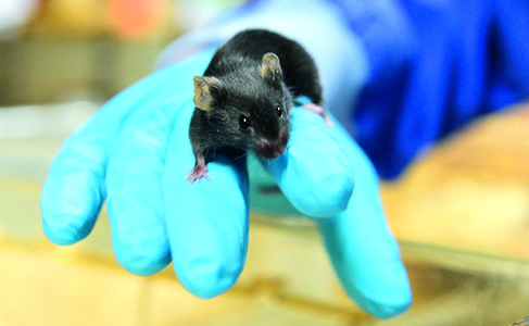 Maus im Labor auf einer Hand