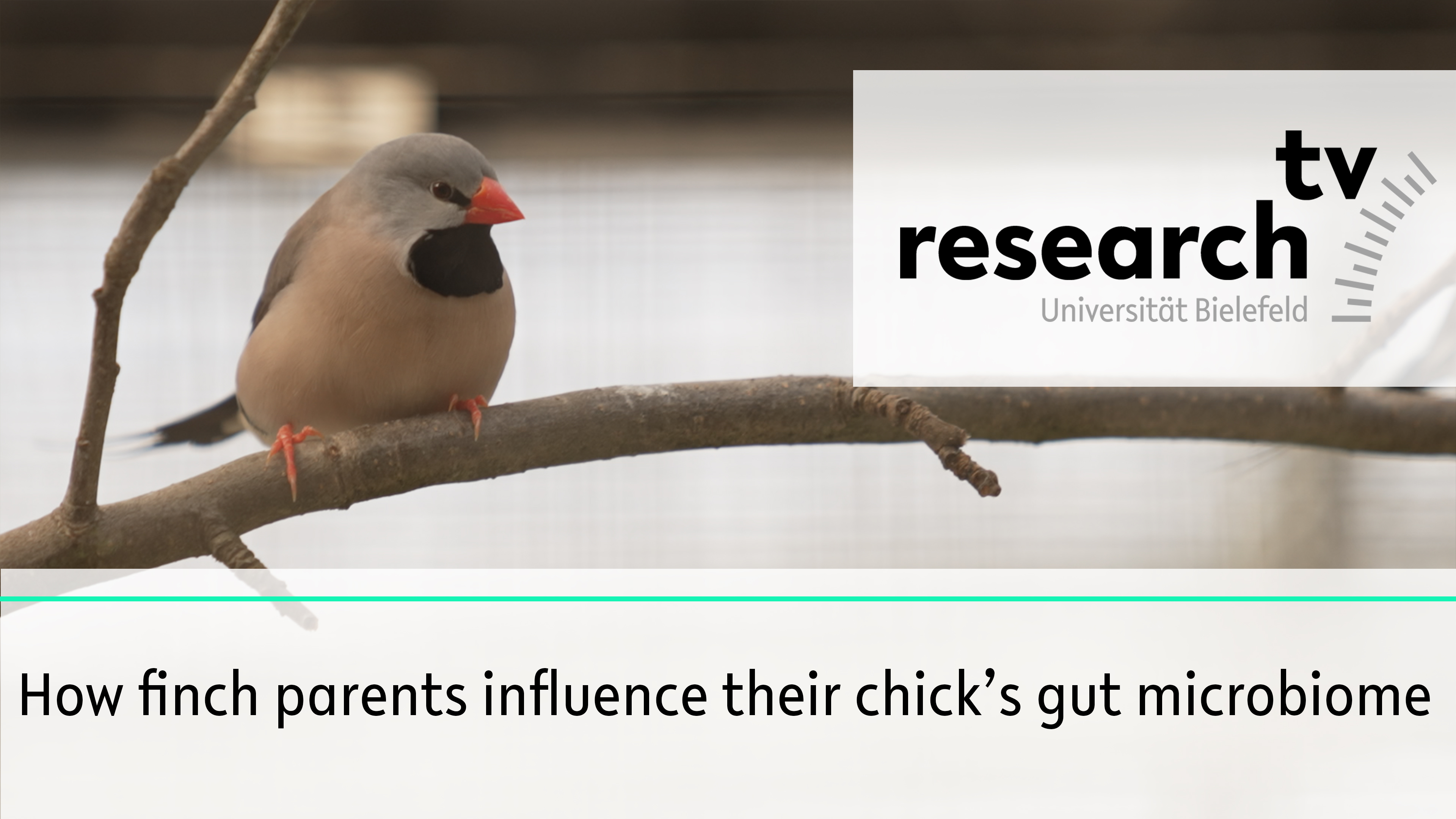 research_tv How finch parents influence their chick's gut microbiome